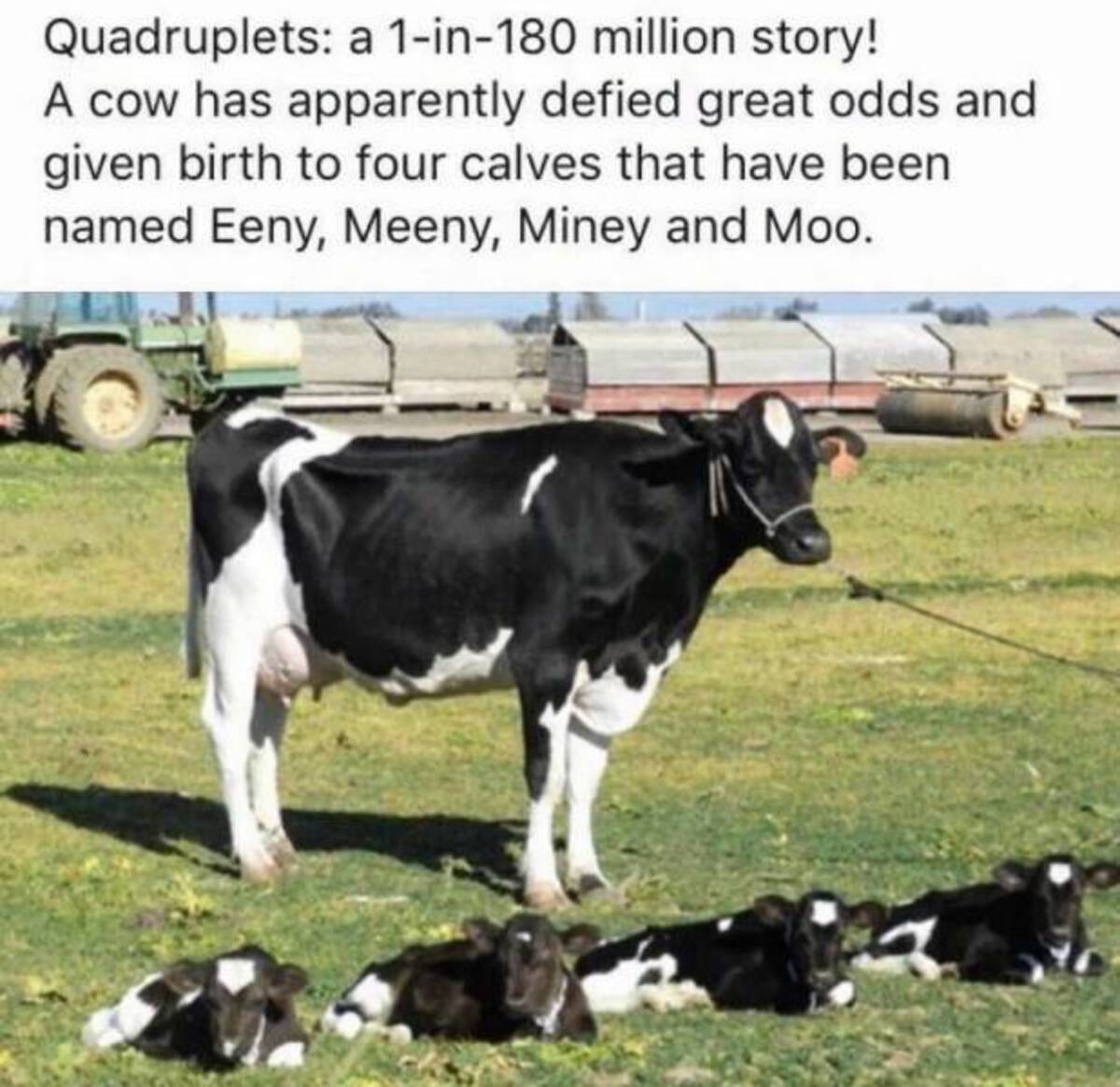 cow has quadruplets eeny meeny miny moo - Quadruplets a 1in180 million story! A cow has apparently defied great odds and given birth to four calves that have been named Eeny, Meeny, Miney and Moo.