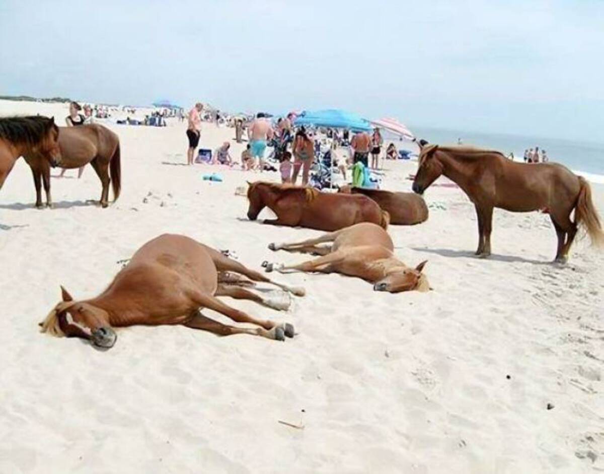 beach with horses