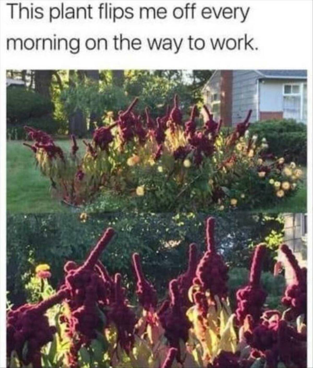 Internet meme - This plant flips me off every morning on the way to work.
