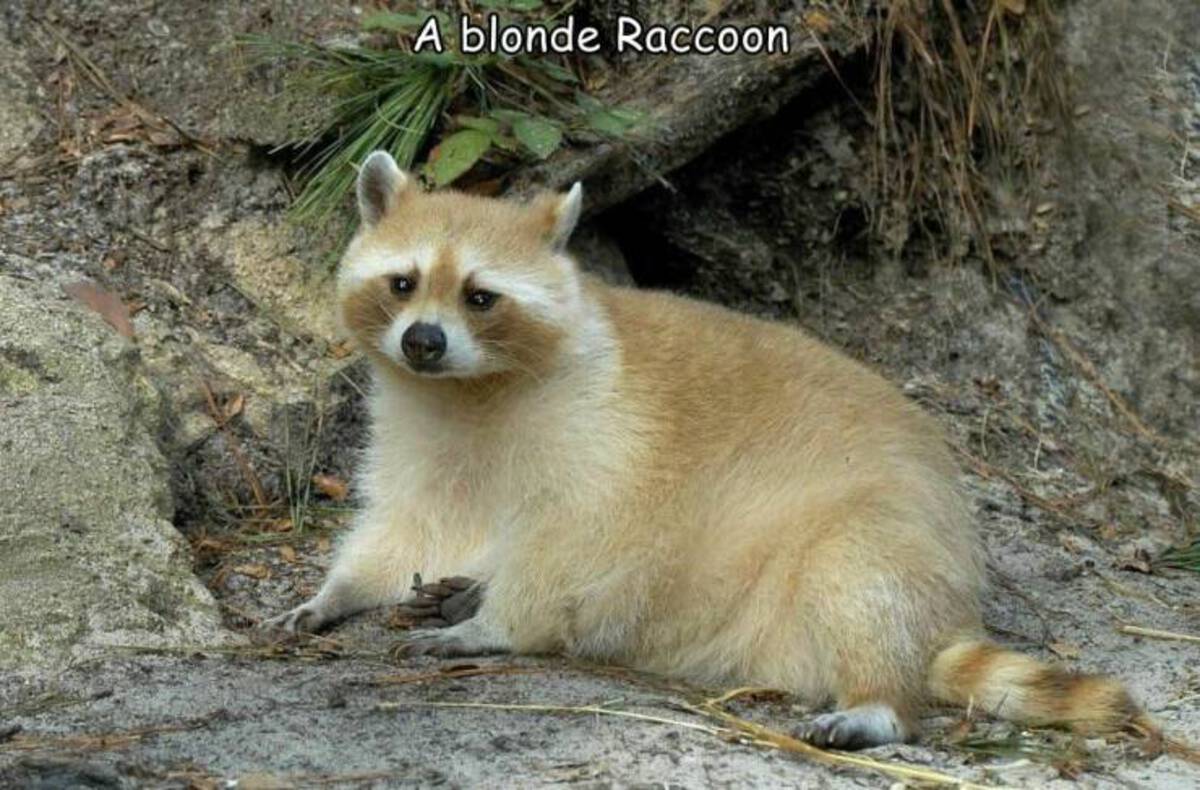 Raccoon - A blonde Raccoon