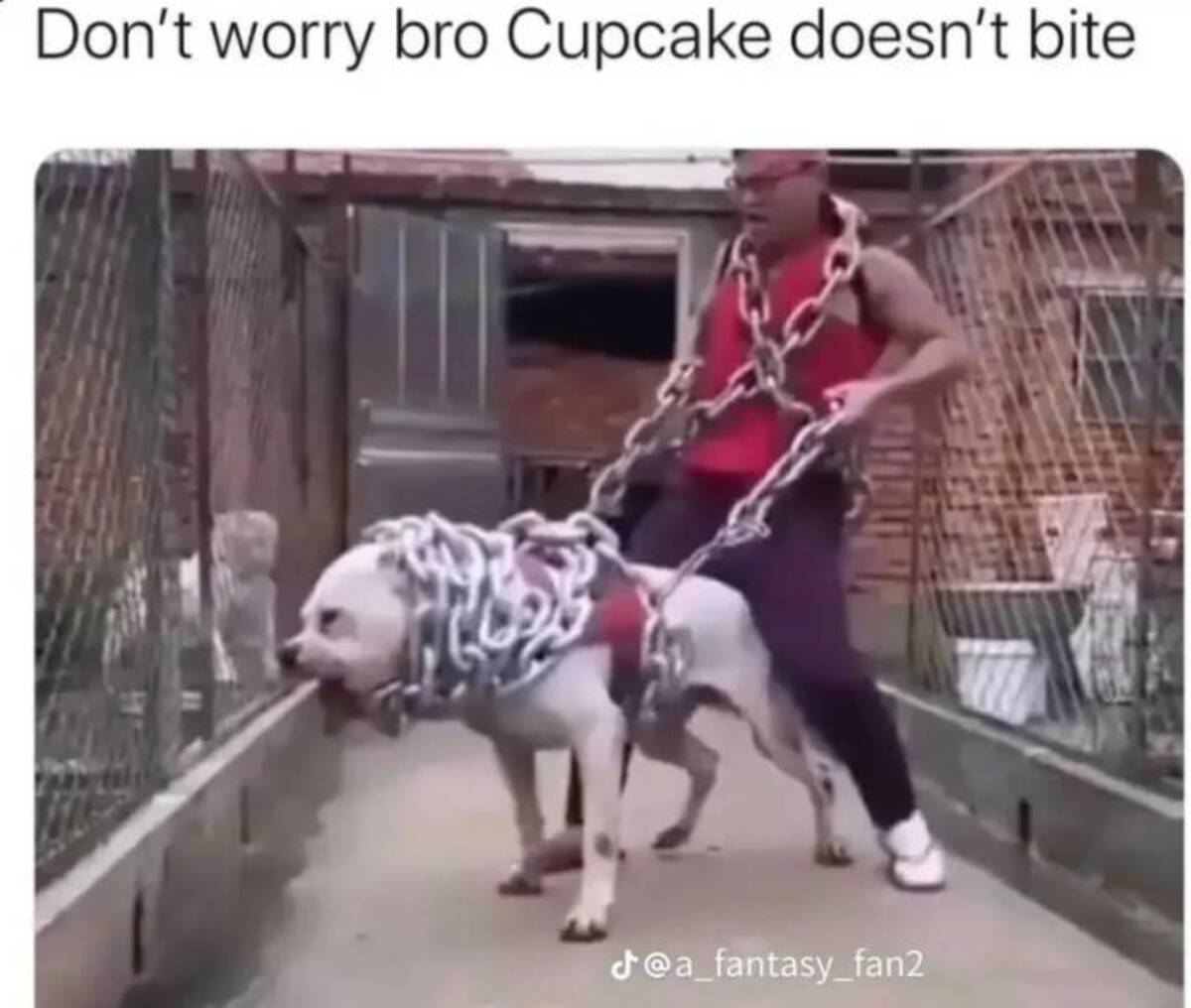 don t worry bro cupcake doesn t bite - Don't worry bro Cupcake doesn't bite J