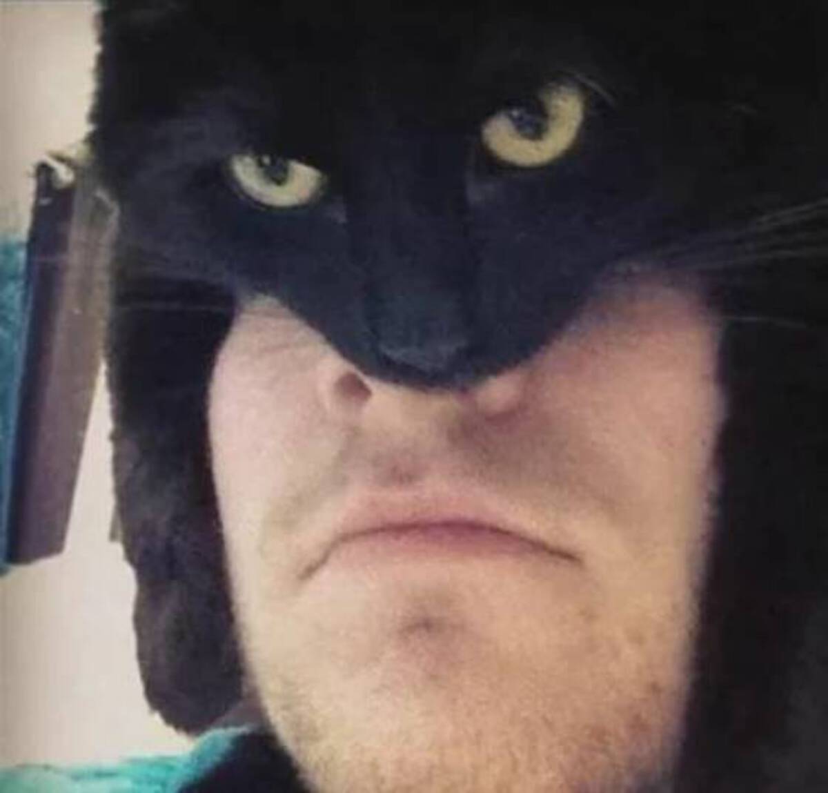 am the night batman cat