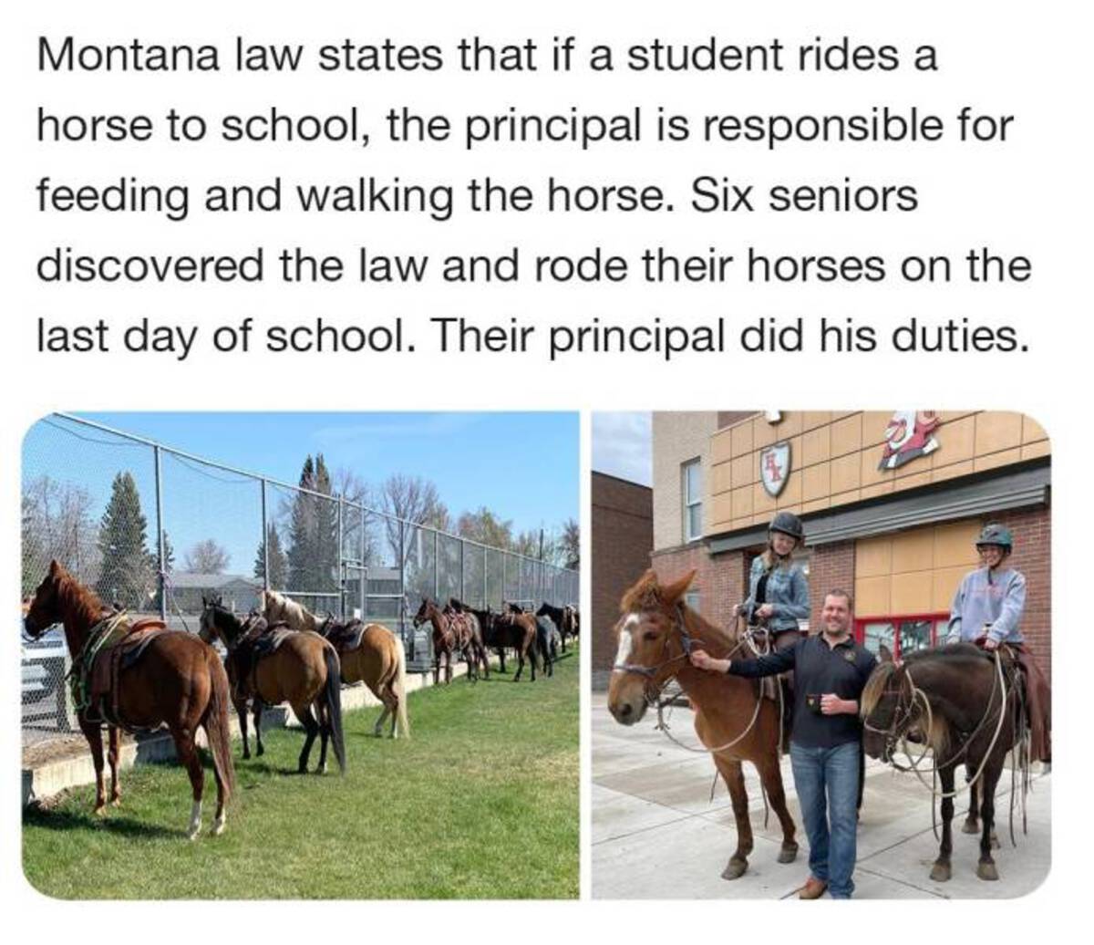 stallion - Montana law states that if a student rides a horse to school, the principal is responsible for feeding and walking the horse. Six seniors discovered the law and rode their horses on the last day of school. Their principal did his duties.