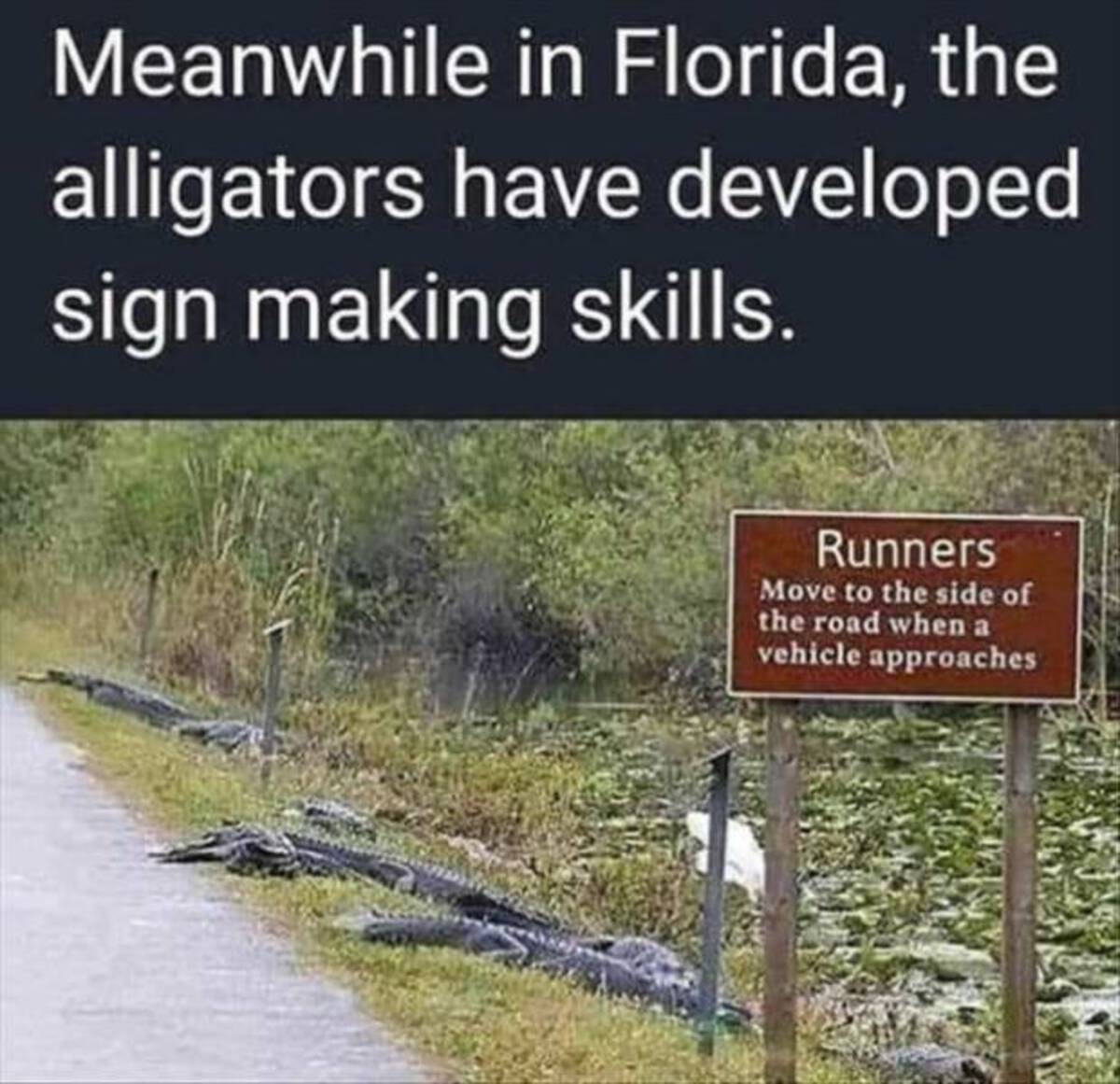 florida alligator signs - Meanwhile in Florida, the alligators have developed sign making skills. Runners Move to the side of the road when a vehicle approaches