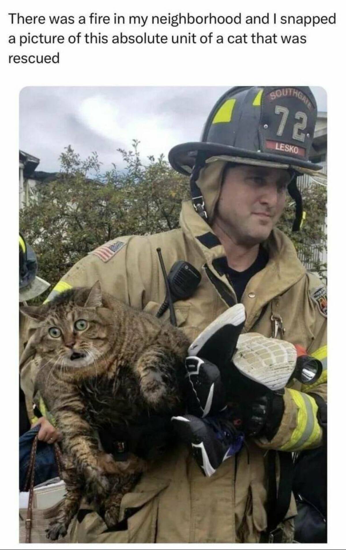 There was a fire in my neighborhood and I snapped a picture of this absolute unit of a cat that was rescued Southgate 72 Lesko