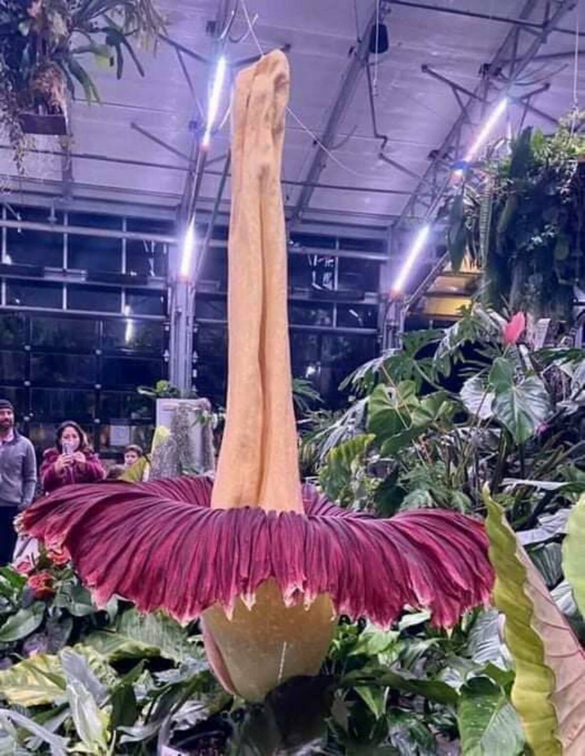 biggest flower in the world