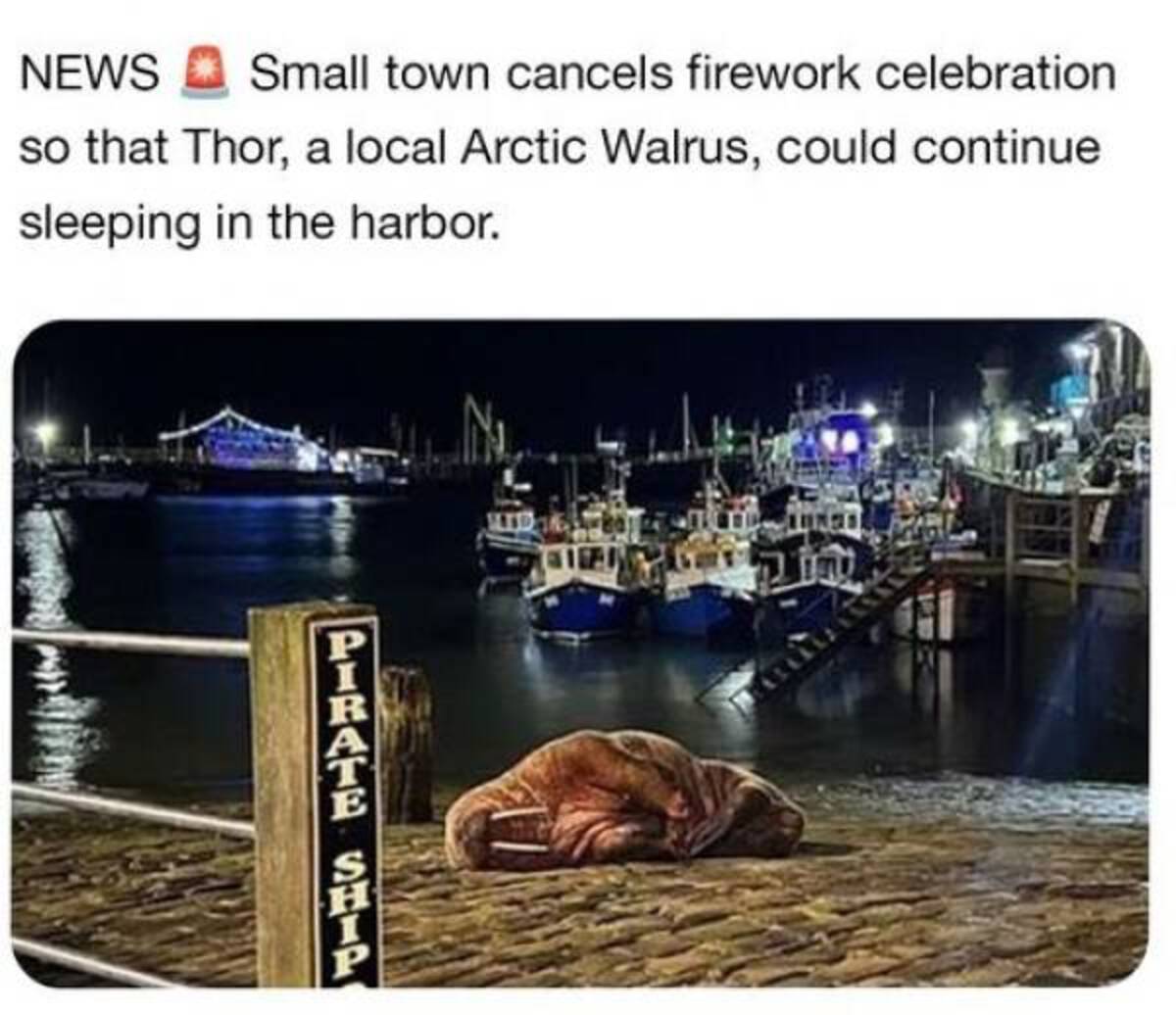 Small town cancels firework celebration so that Thor, a local Arctic Walrus, could continue News sleeping in the harbor. Pirate Shir