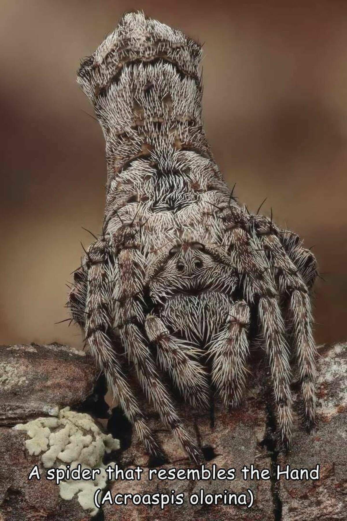 treehopper - A spider that resembles the Hand Acroaspis olorina