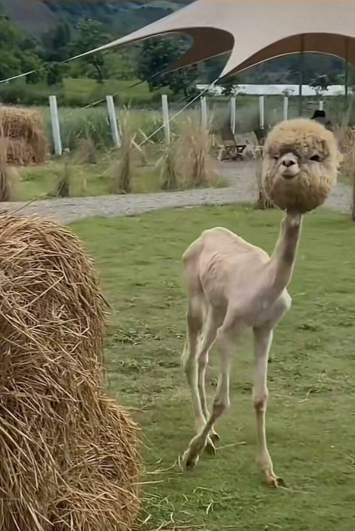 alpaca