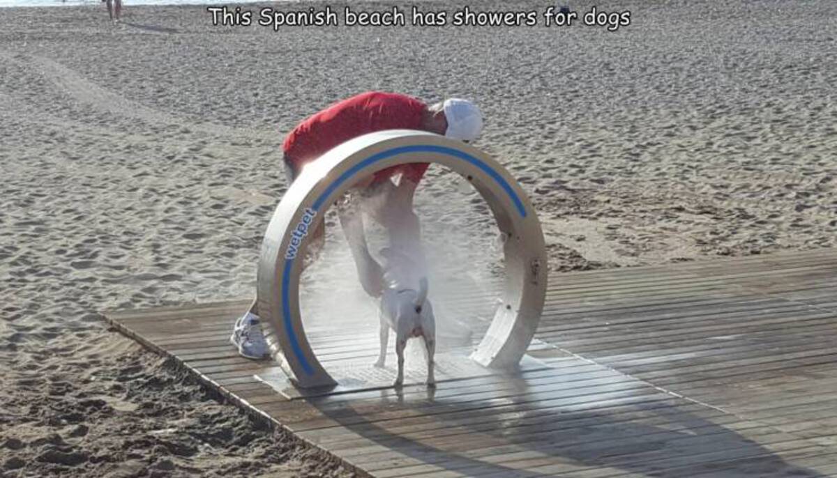 dogo argentino - wetpet This Spanish beach has showers for dogs