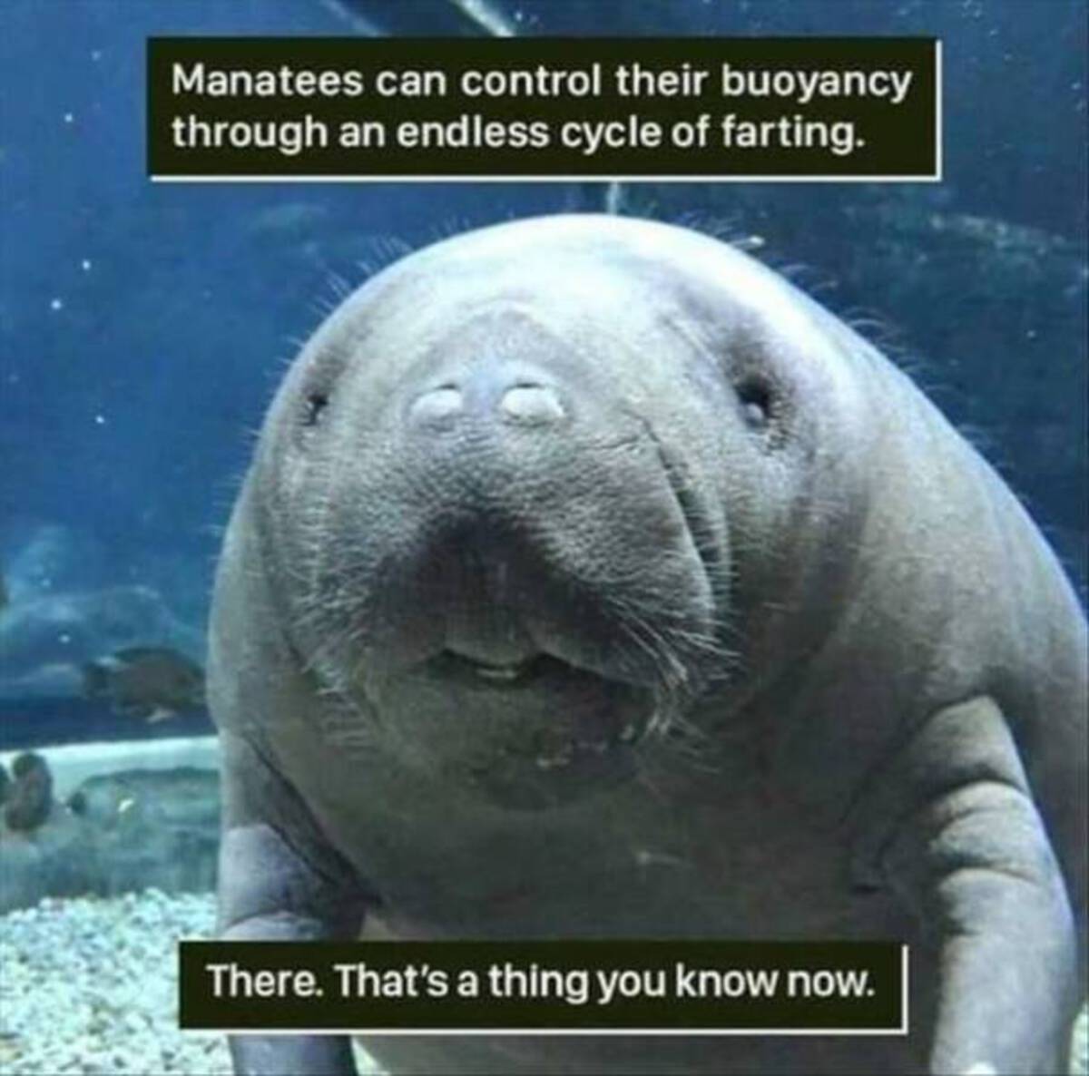 manatee appreciation day meme - Manatees can control their buoyancy through an endless cycle of farting. There. That's a thing you know now.