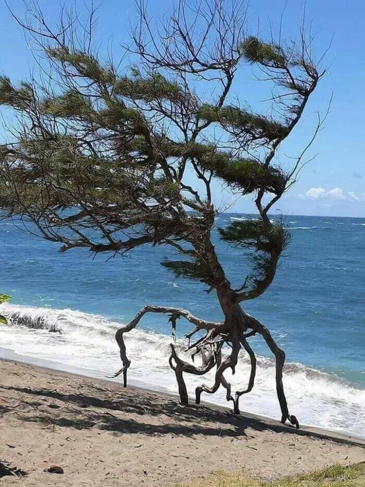 running tree maui hawaii