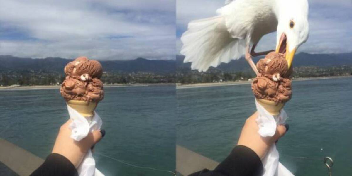 seagull snap ice cream