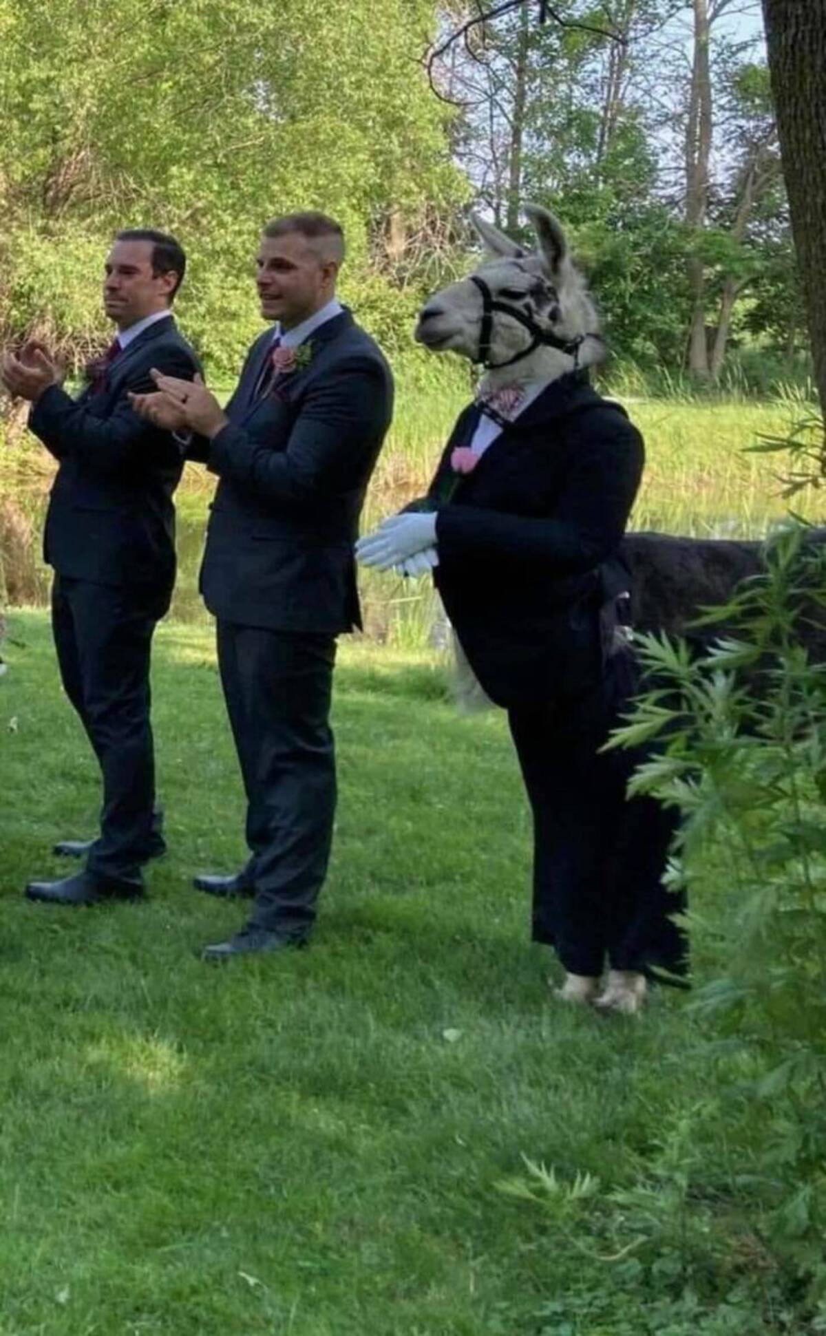 llama groomsman