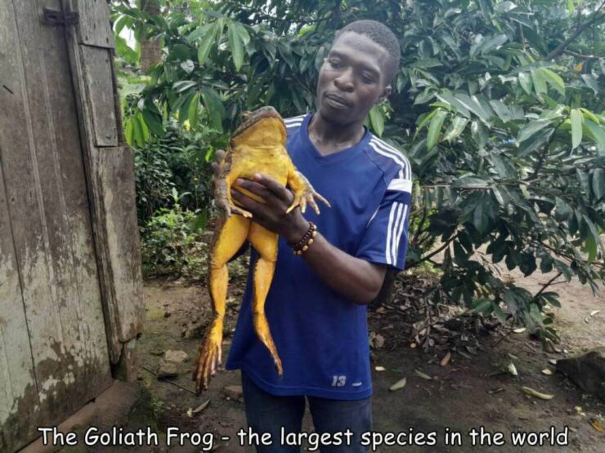 goliath toad - 13 The Goliath Frog the largest species in the world