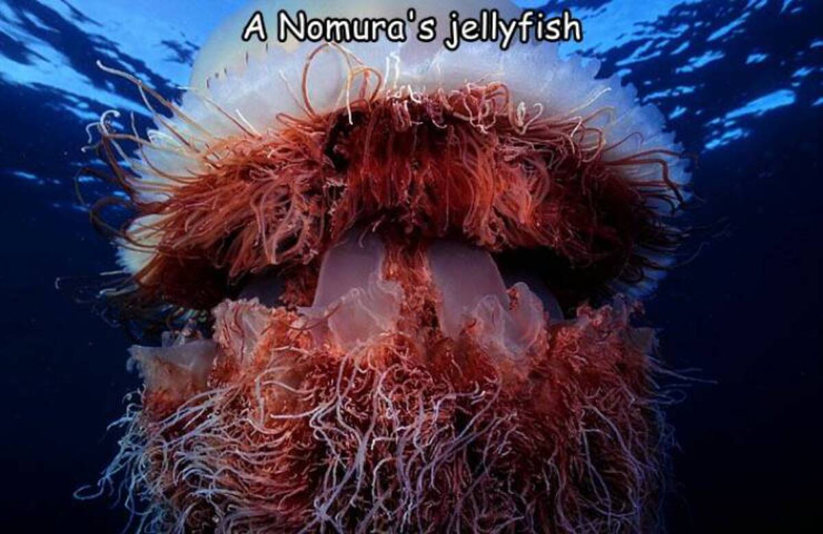 A Nomura's jellyfish