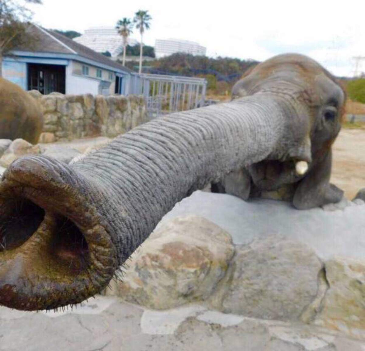 elephant trunk funny