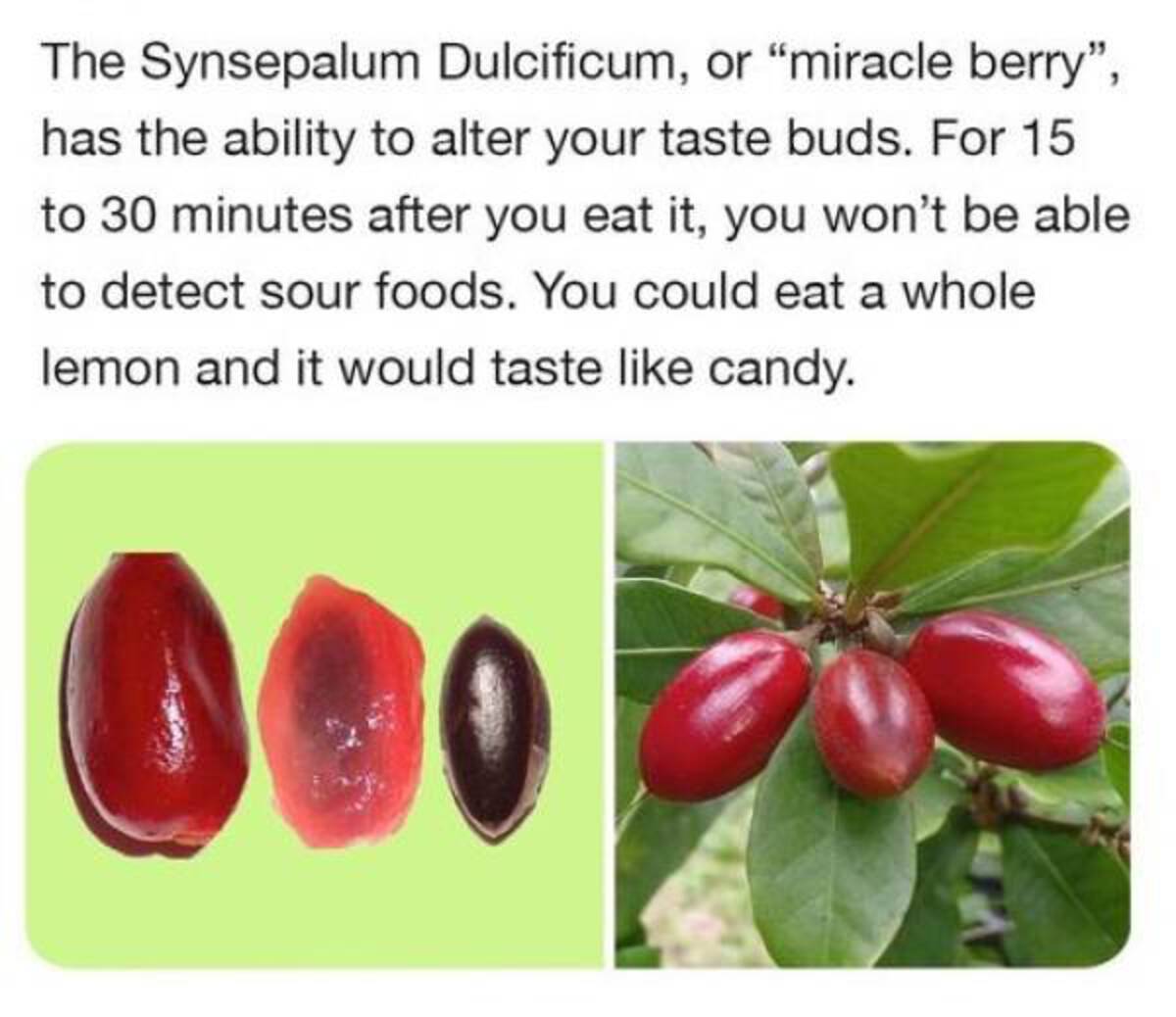 The Synsepalum Dulcificum, or "miracle berry", has the ability to alter your taste buds. For 15 to 30 minutes after you eat it, you won't be able to detect sour foods. You could eat a whole lemon and it would taste candy.