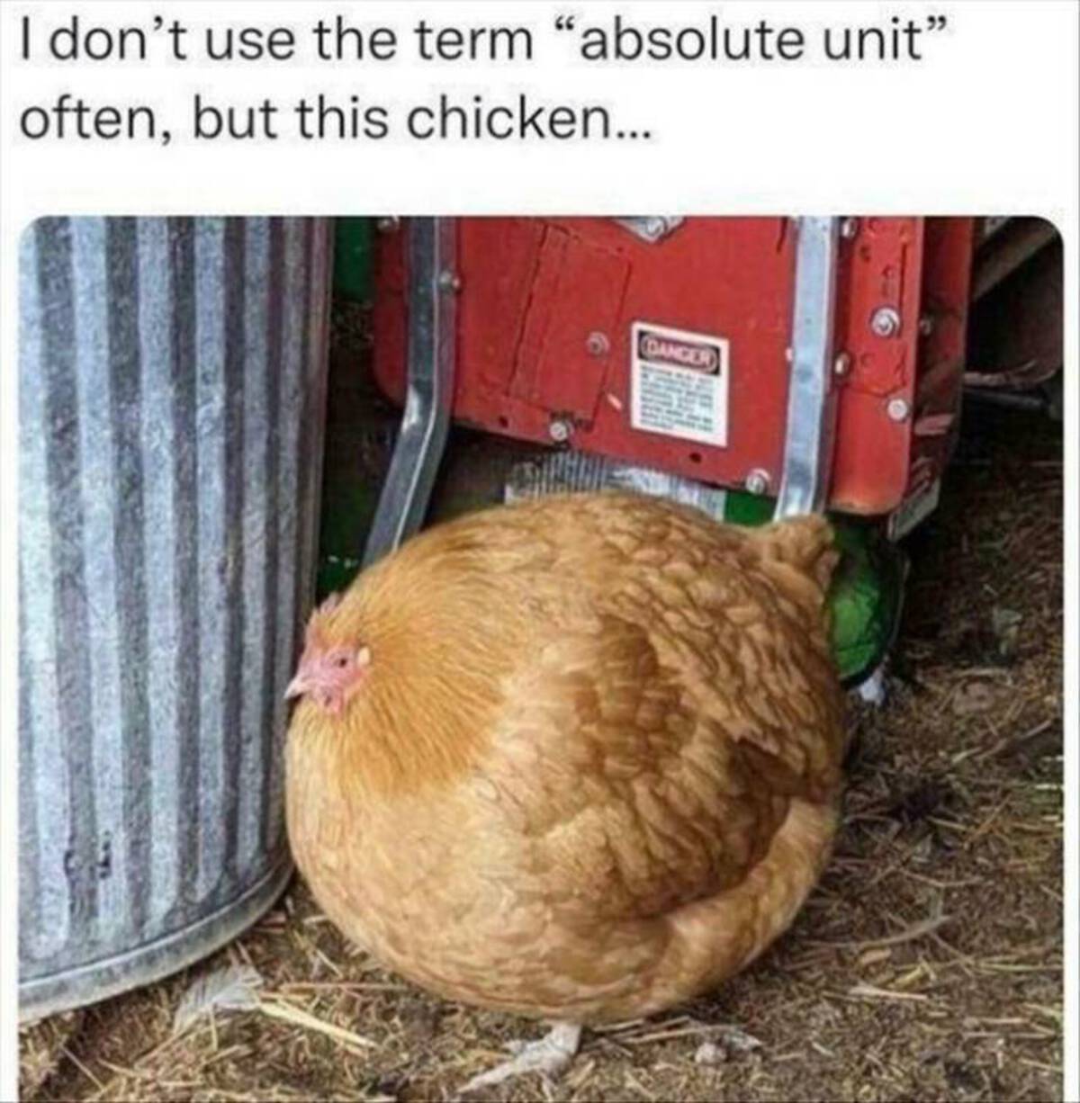 big chicken meme - I don't use the term "absolute unit" often, but this chicken... Danger