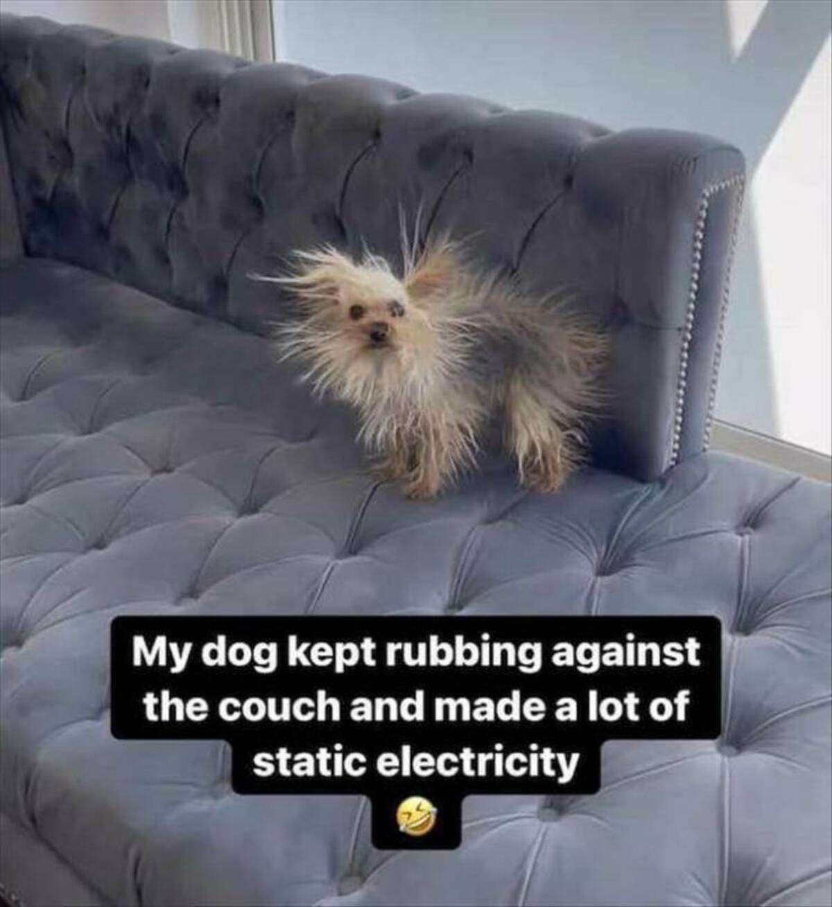 funny - My dog kept rubbing against the couch and made a lot of static electricity