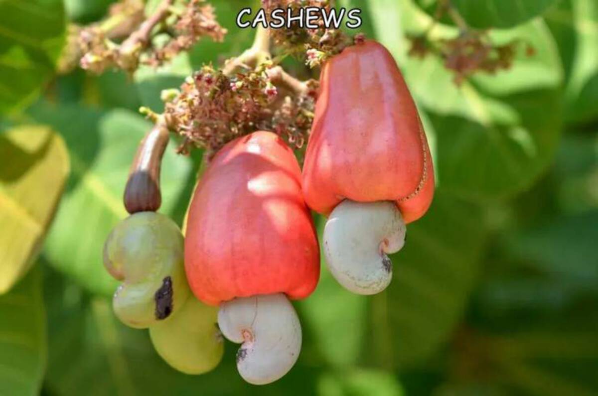 drupe cashew - Cashews