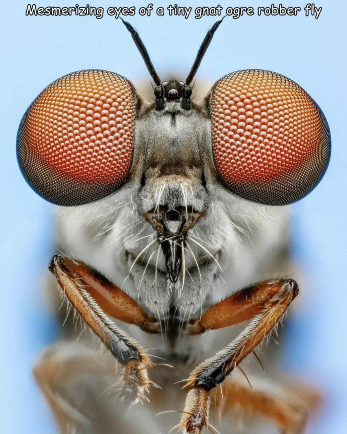 net-winged insects - Mesmerizing eyes of a tiny gnat ogre robber fly