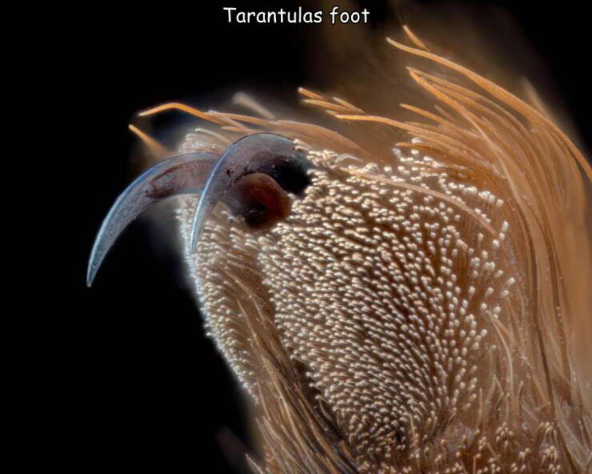 marine biology - Tarantulas foot