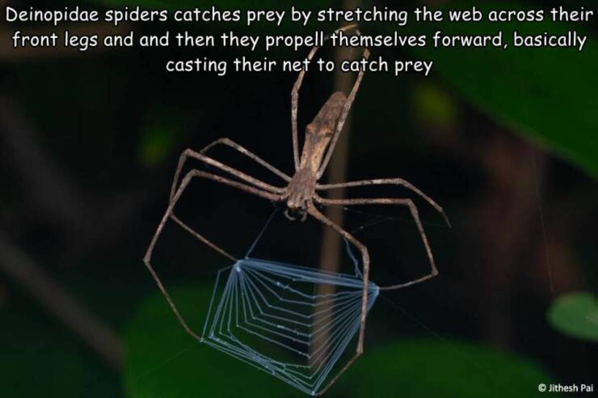 araneus cavaticus - Deinopidae spiders catches prey by stretching the web across their front legs and and then they propell themselves forward, basically casting their net to catch prey Jithesh Pai