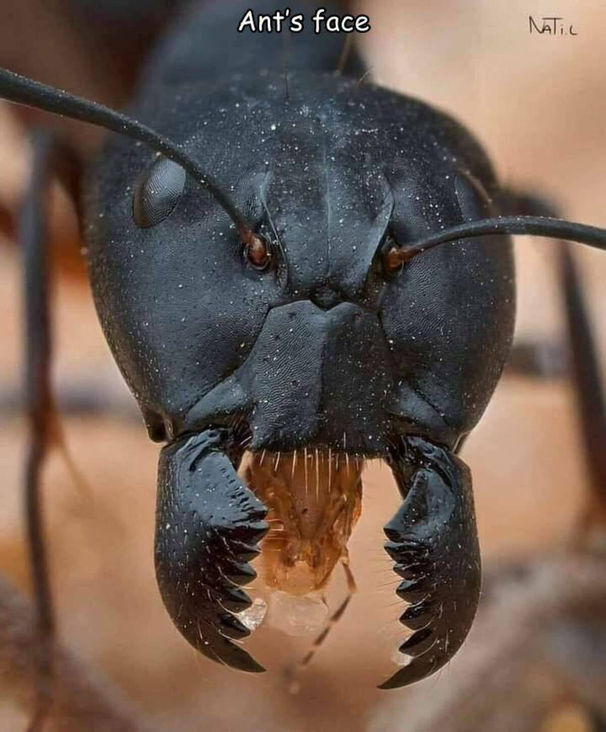 does an ant look like up close - Ant's face Natil