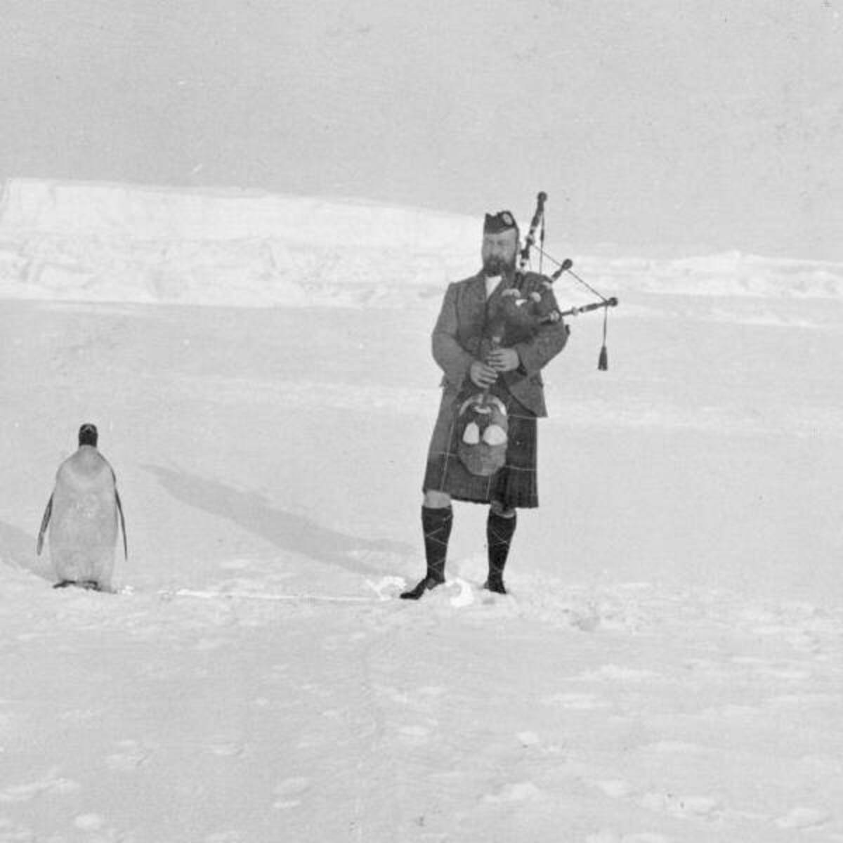 piper kerr plays bagpipes for an indifferent penguin