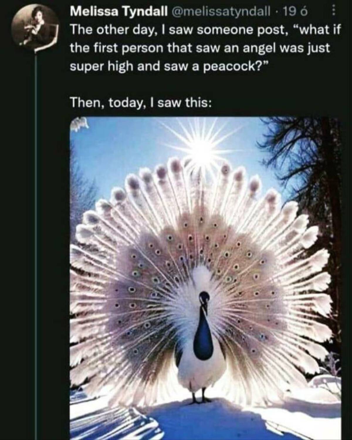 peacock meme - Melissa Tyndall 19 The other day, I saw someone post, "what if the first person that saw an angel was just super high and saw a peacock?" Then, today, I saw this