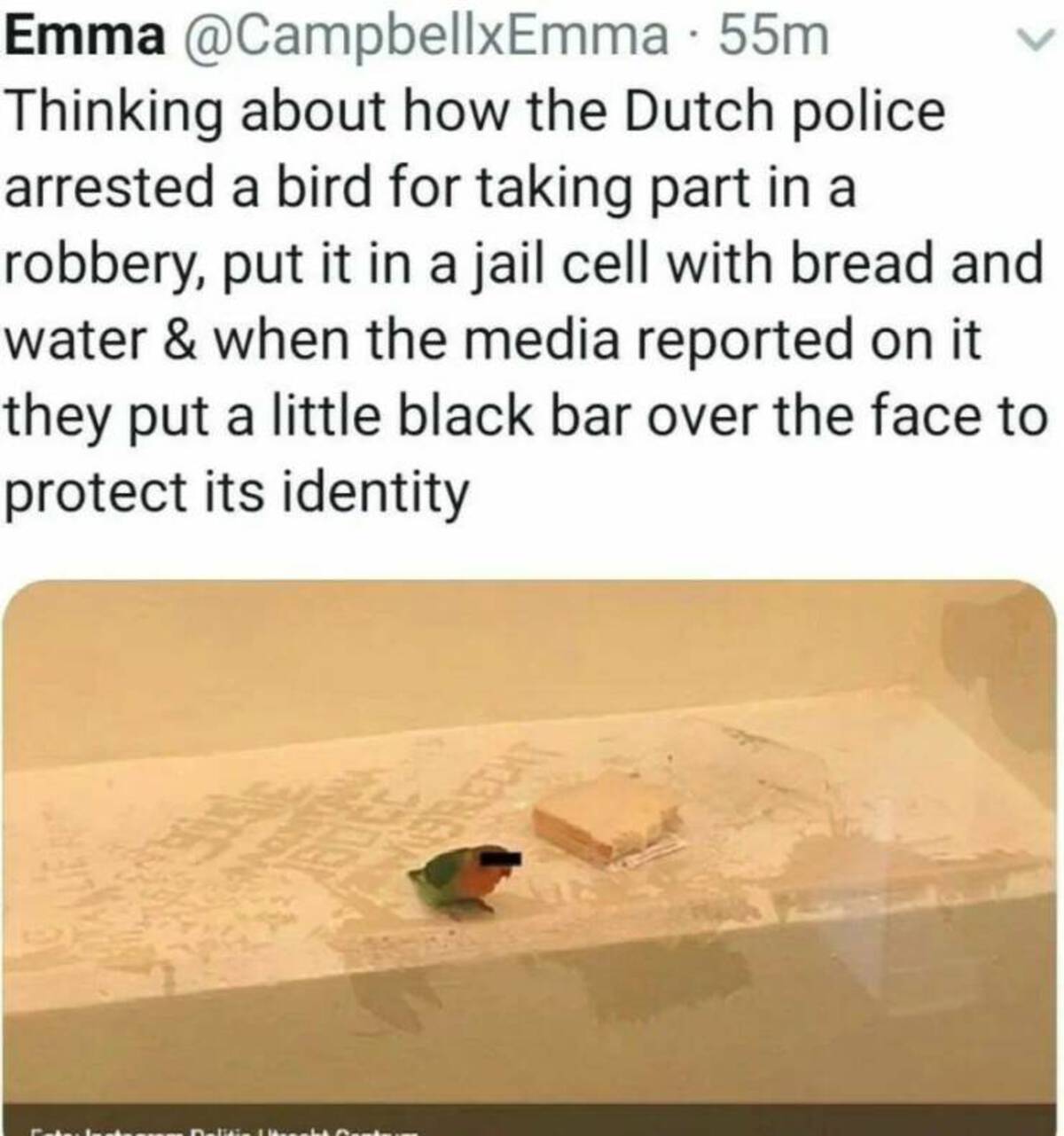 pest - Emma 55m Thinking about how the Dutch police arrested a bird for taking part in a robbery, put it in a jail cell with bread and water & when the media reported on it they put a little black bar over the face to protect its identity