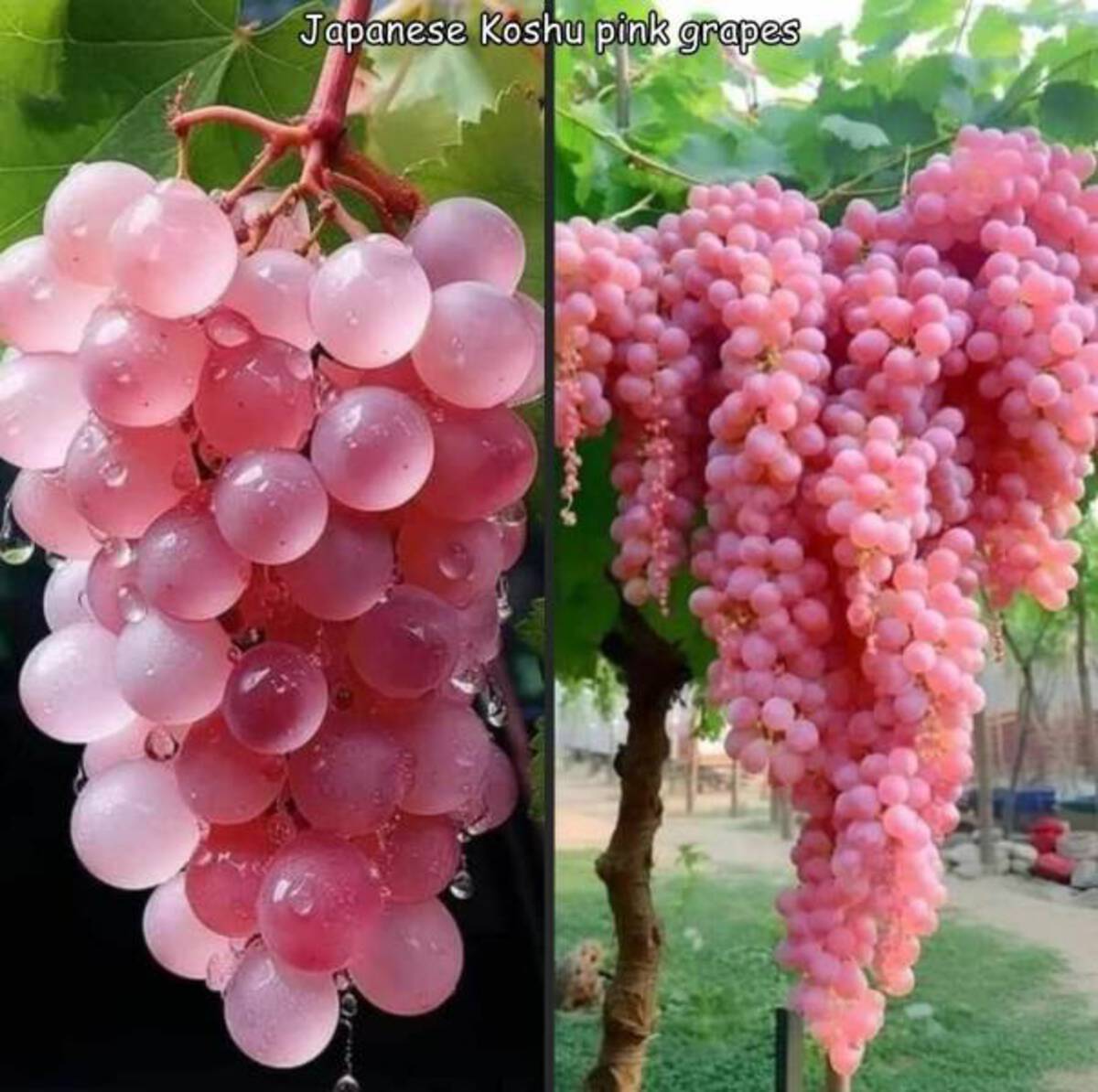 pink grapes japan - Japanese Koshu pink grapes