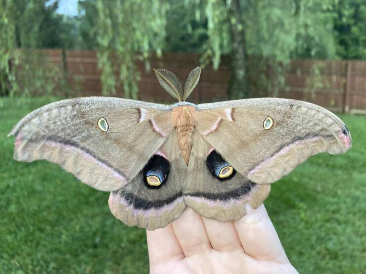 polyphemus moth