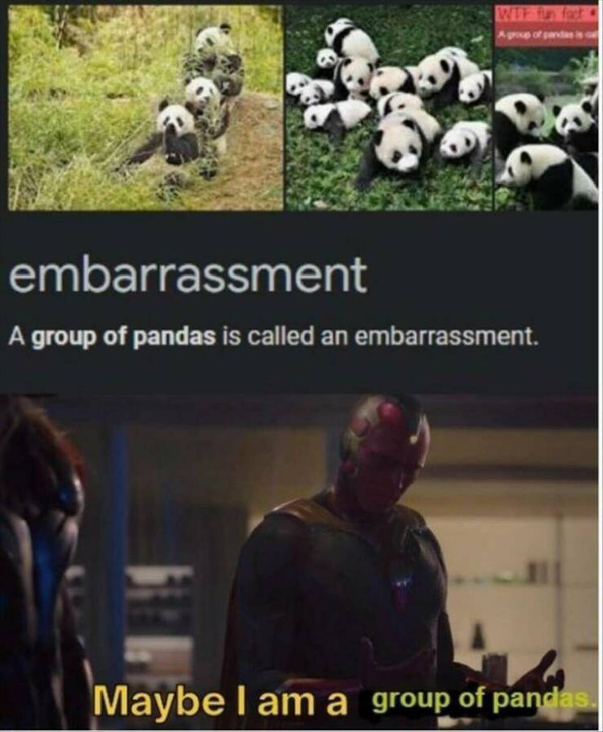 maybe i am a group of pandas - Wtf fun fact embarrassment A group of pandas is called an embarrassment. Maybe I am a group of pandas.