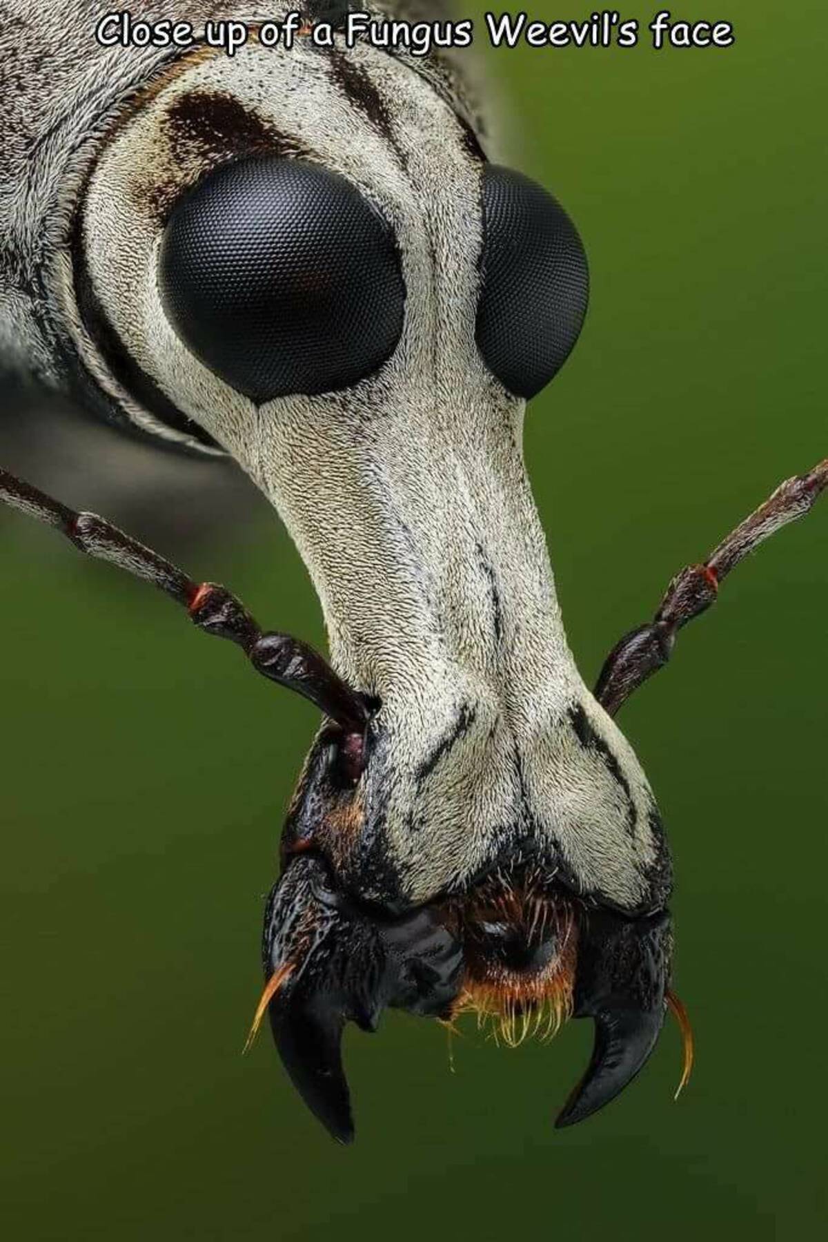 fungus weevil - Close up of a Fungus Weevil's face