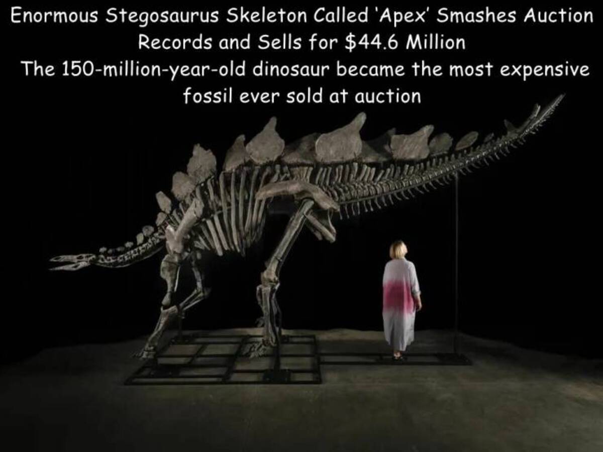 stegosaurus - Enormous Stegosaurus Skeleton Called 'Apex' Smashes Auction Records and Sells for $44.6 Million The 150millionyearold dinosaur became the most expensive fossil ever sold at auction