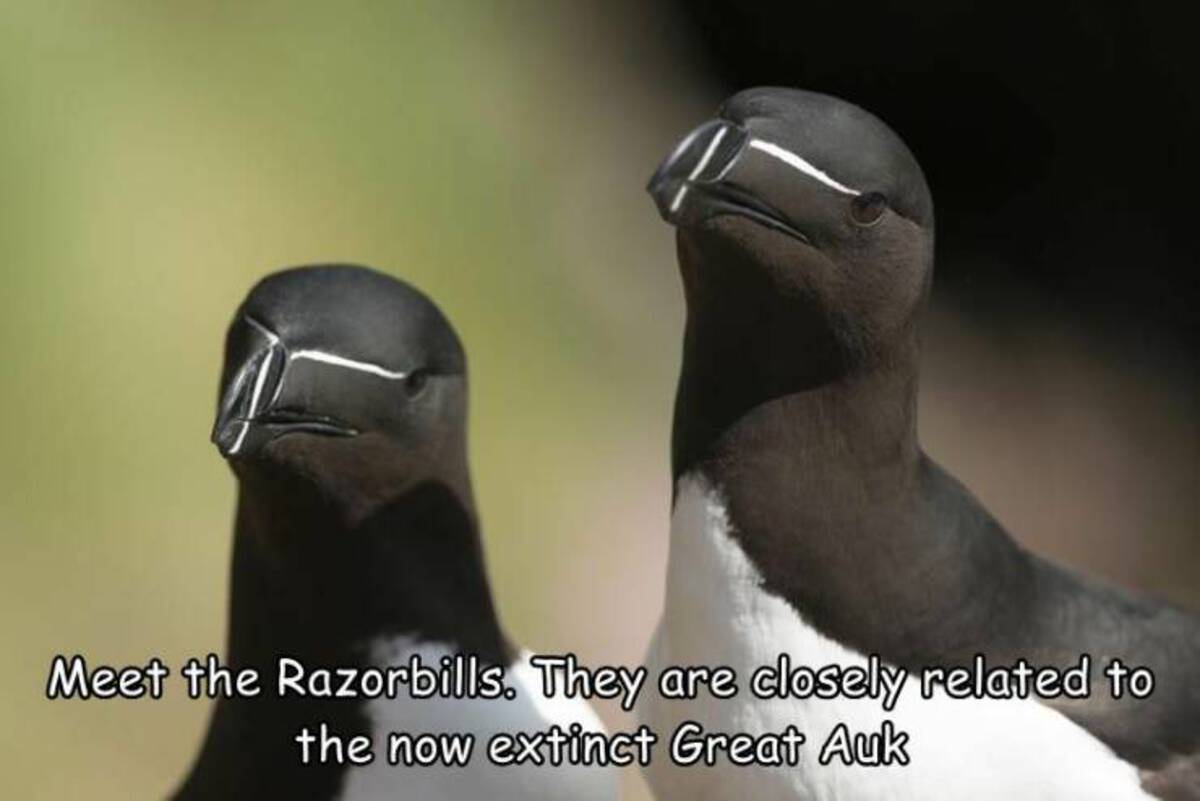 northern gannet - Meet the Razorbills. They are closely related to the now extinct Great Auk