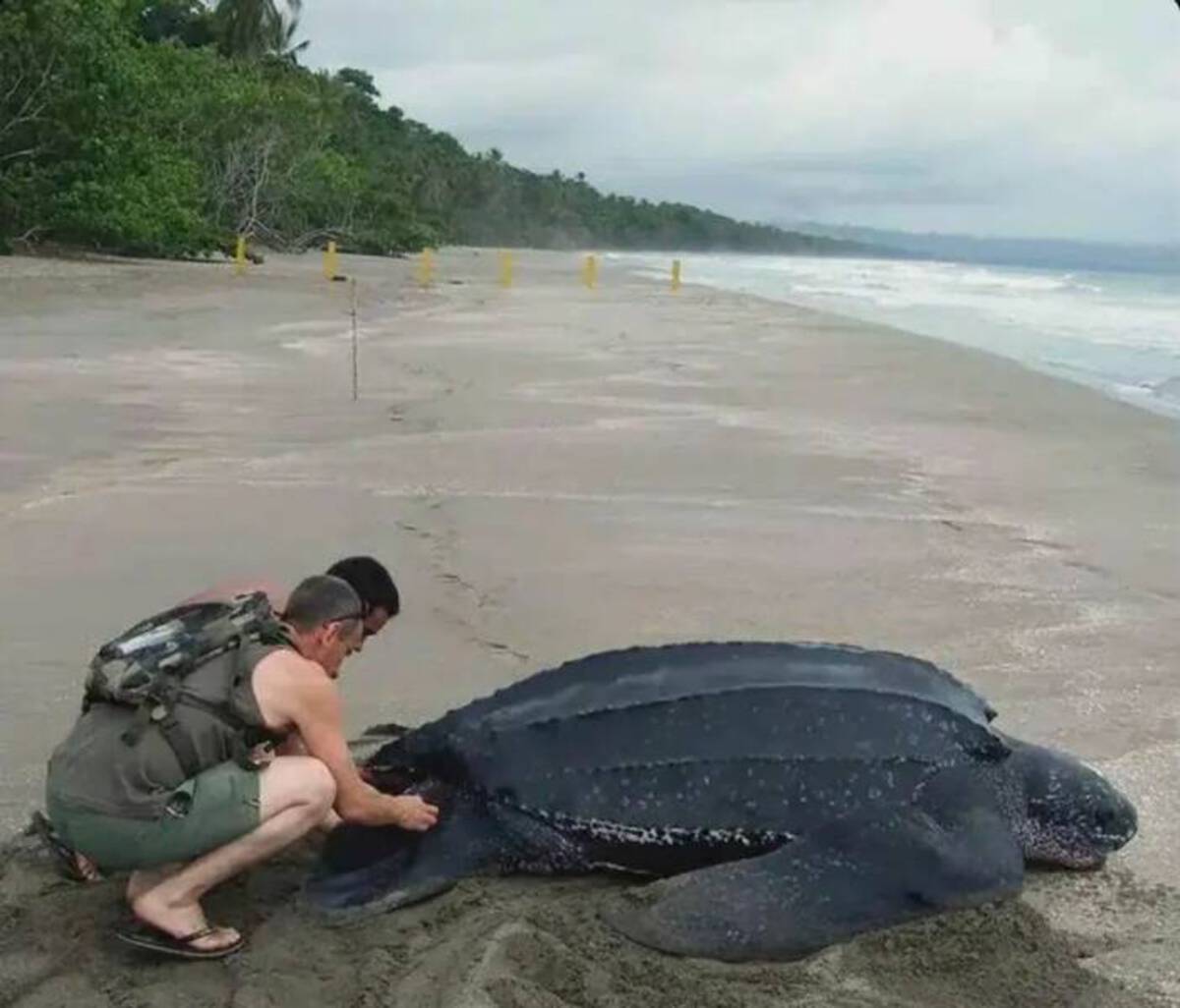 leatherback sea turtle