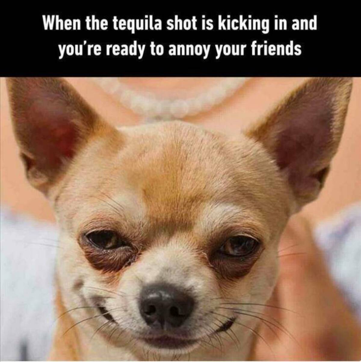 dog smirk - When the tequila shot is kicking in and you're ready to annoy your friends