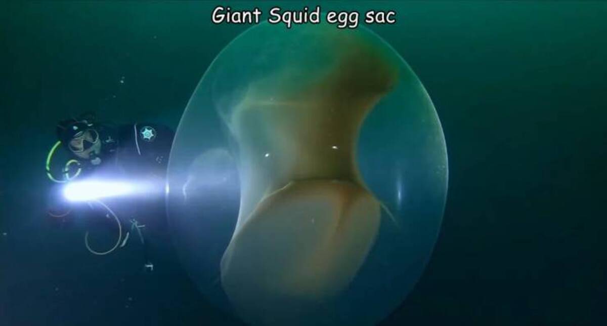 underwater - Giant Squid egg sac