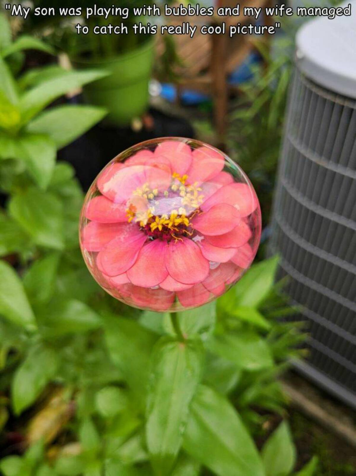 common zinnia - "My son was playing with bubbles and my wife managed to catch this really cool picture"