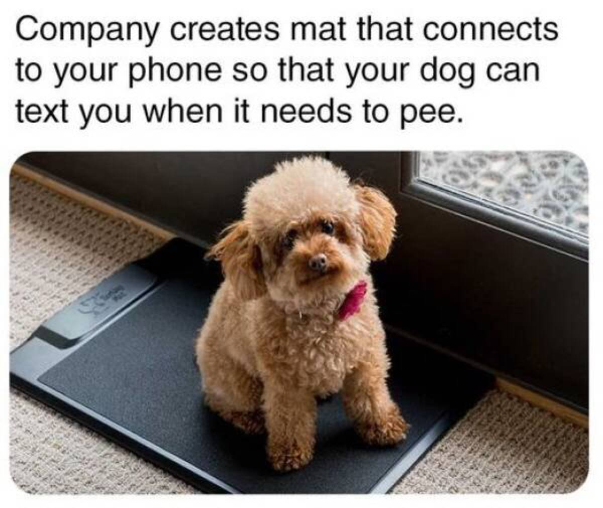 toy poodle - Company creates mat that connects to your phone so that your dog can text you when it needs to pee.