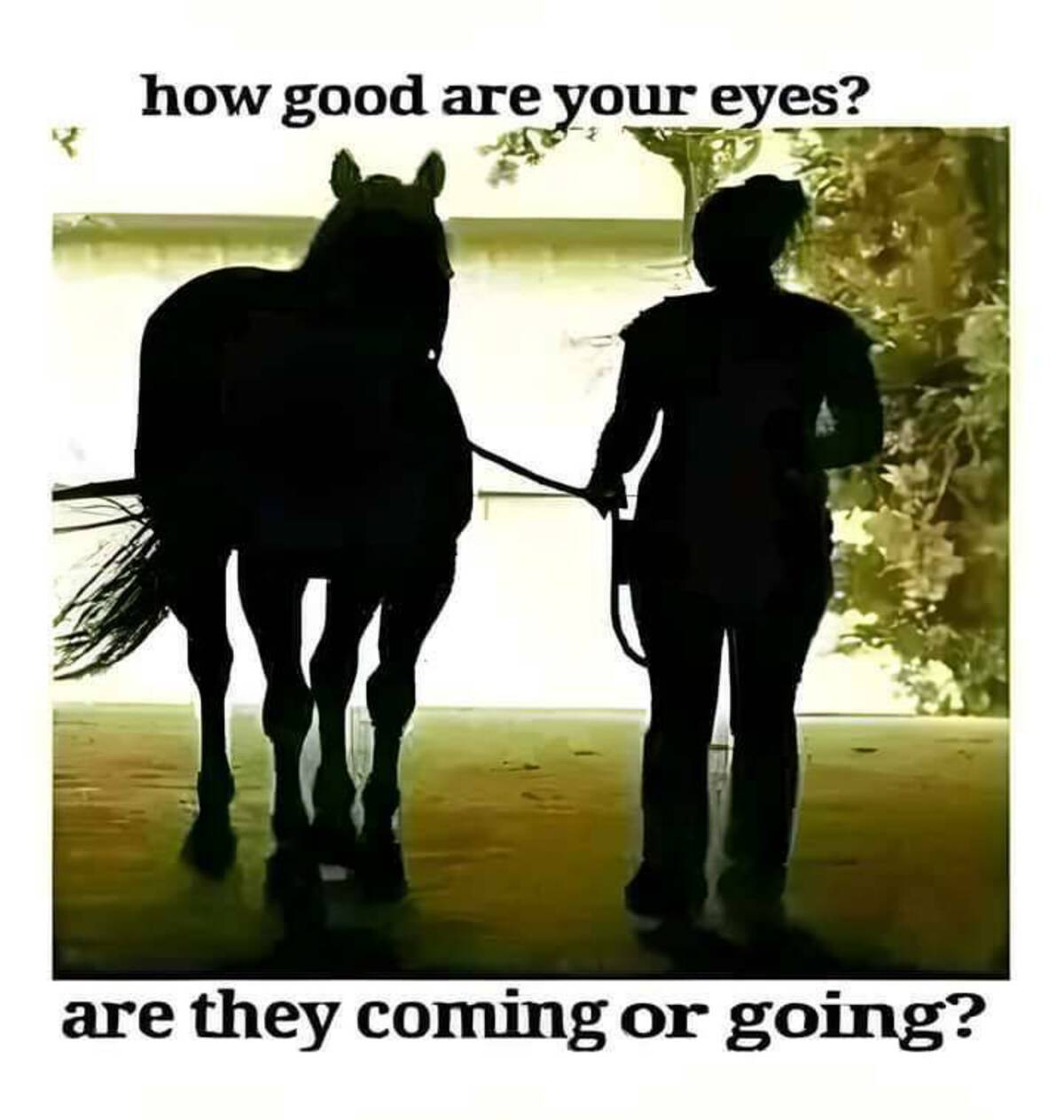 horse coming or going - how good are your eyes? are they coming or going?