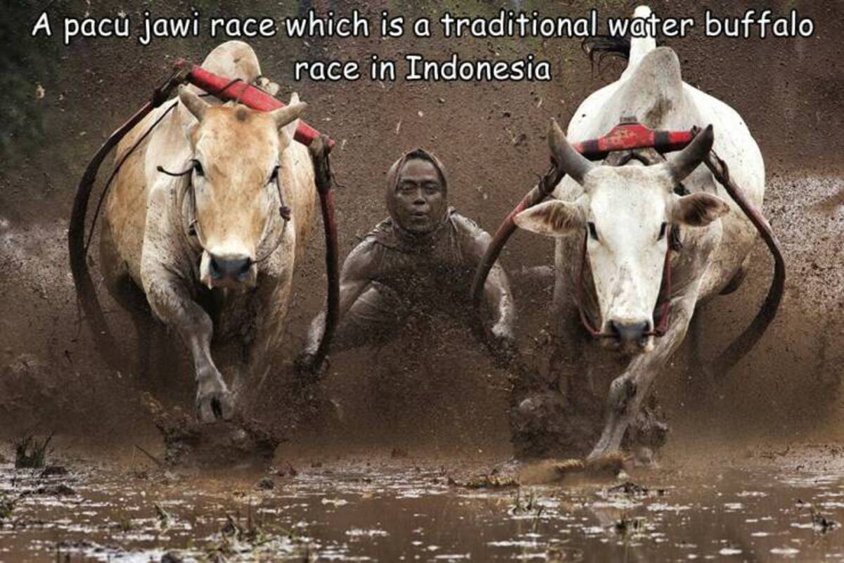 water buffalo - A pc jawi race which is a traditional water buffalo race in Indonesia