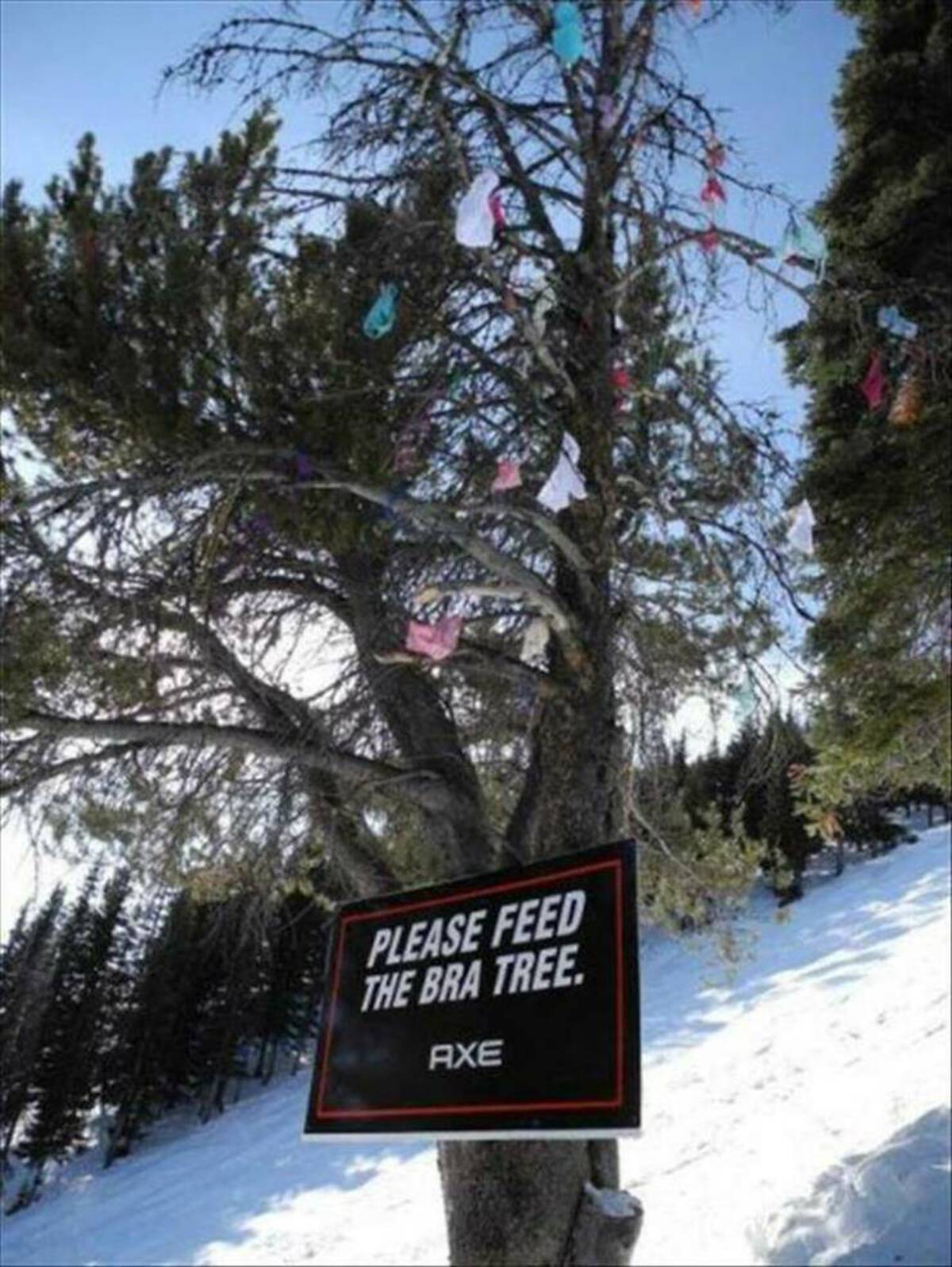 ski bra tree - Please Feed The Bra Tree. Axe