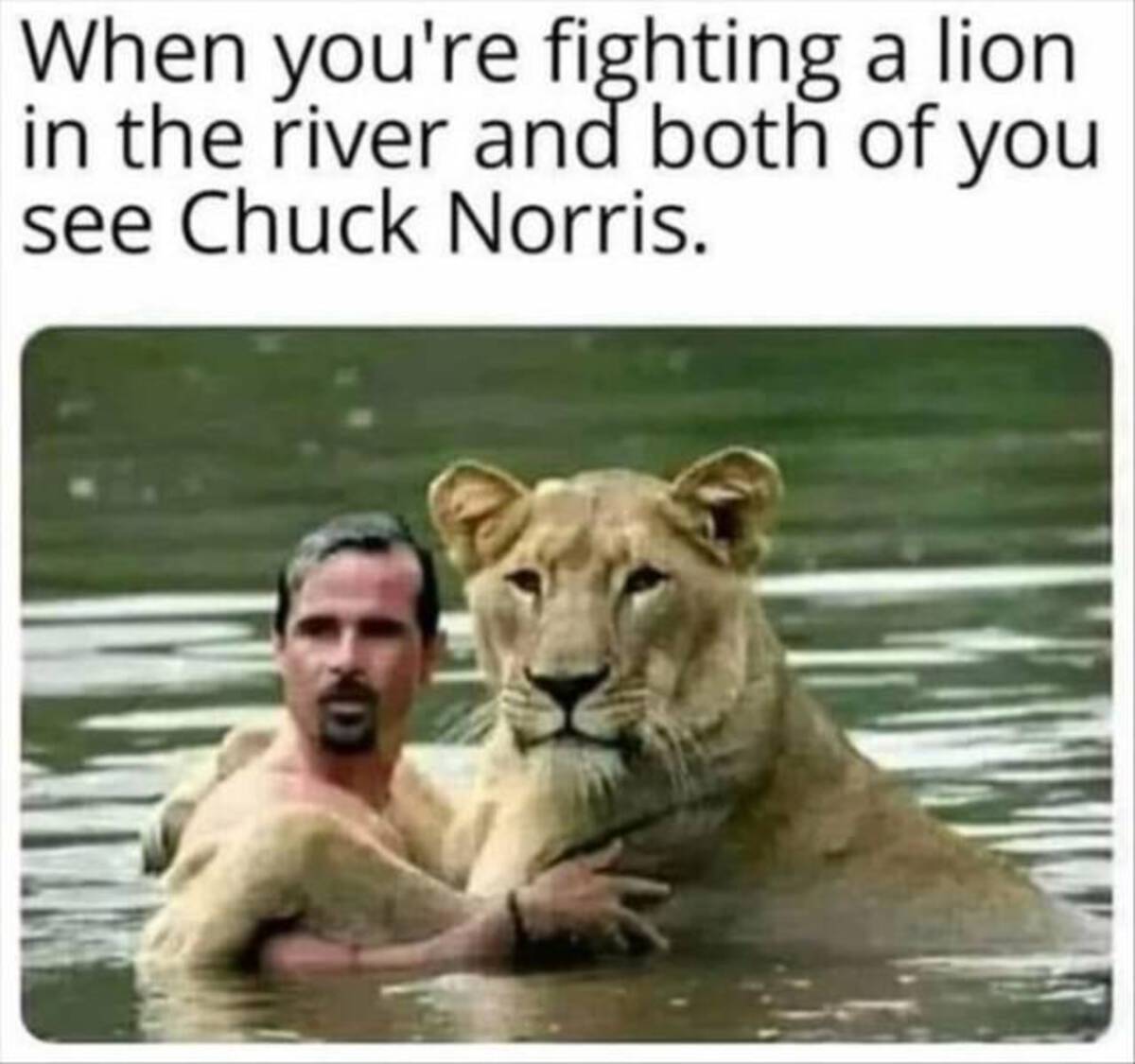 man swimming with lion - When you're fighting a lion in the river and both of you see Chuck Norris.