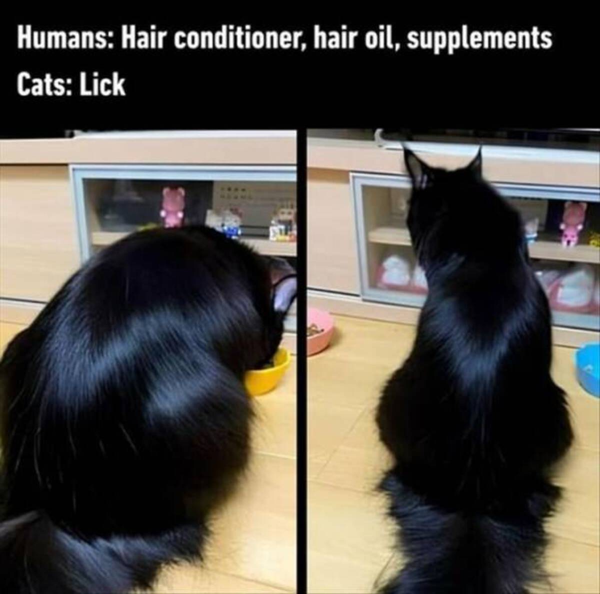 funny cat memes 2024 - Humans Hair conditioner, hair oil, supplements Cats Lick