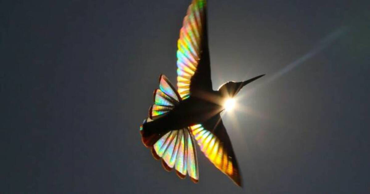 hummingbird rainbow wings