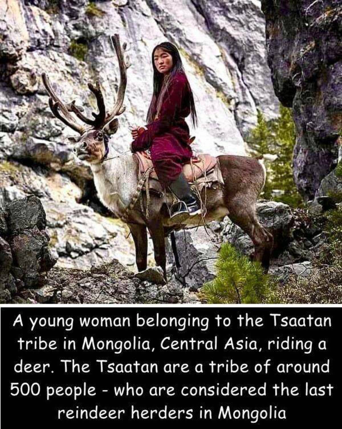 mongol woman rock - A young woman belonging to the Tsaatan tribe in Mongolia, Central Asia, riding a deer. The Tsaatan are a tribe of around 500 people who are considered the last reindeer herders in Mongolia